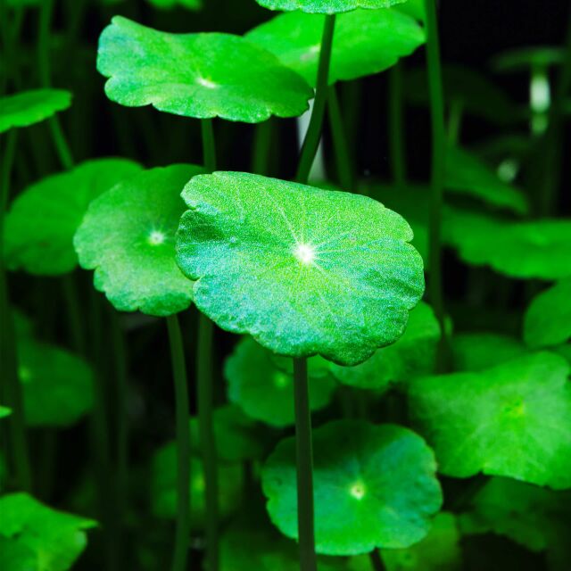 Hydrocotyle verticillata