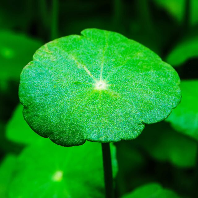 Hydrocotyle verticillata