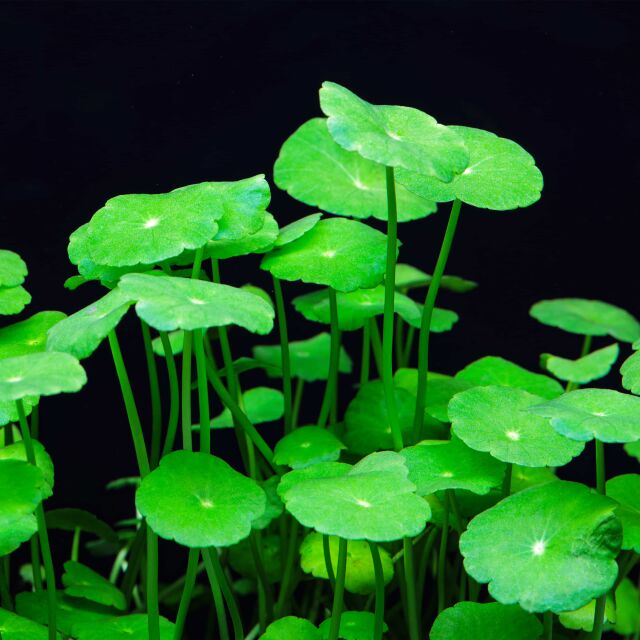 Hydrocotyle verticillata