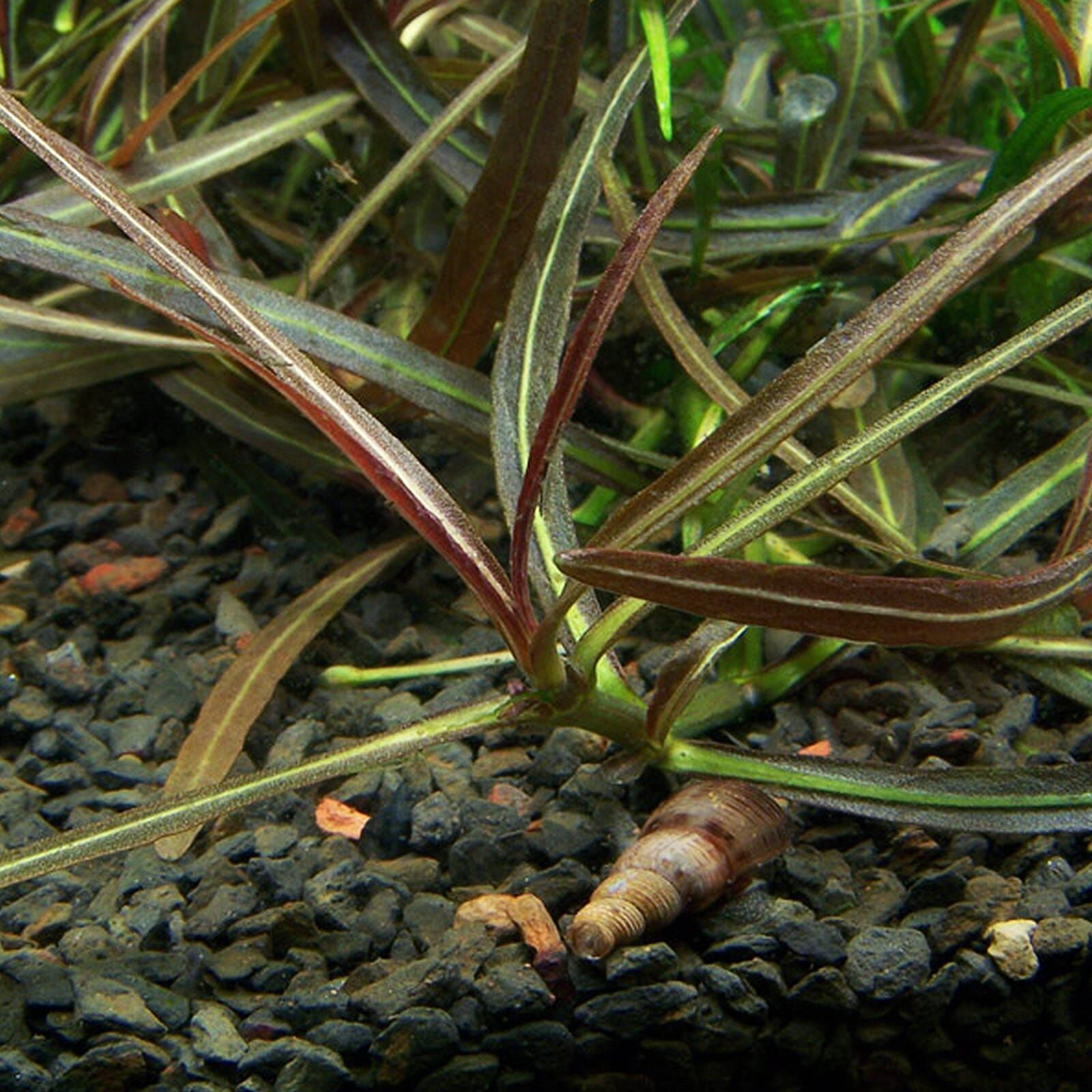Hygrophila lancea "Araguaia"