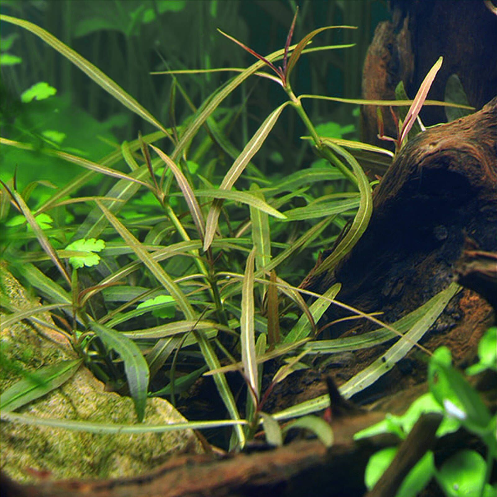 Hygrophila lancea "Araguaia"