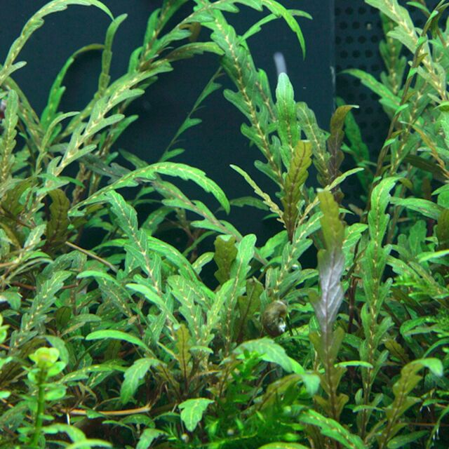 Hygrophila pinnatifida