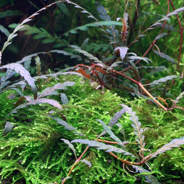 Hygrophila pinnatifida