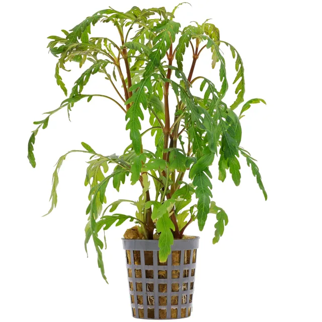 Hygrophila pinnatifida - Topf