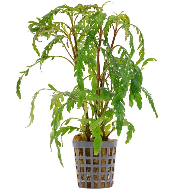 Hygrophila pinnatifida