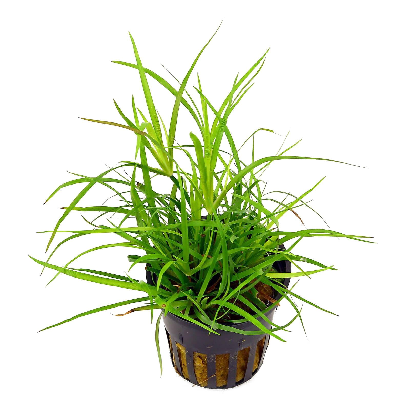 Juncus repens