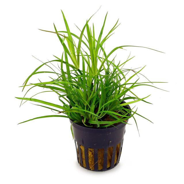 Juncus repens