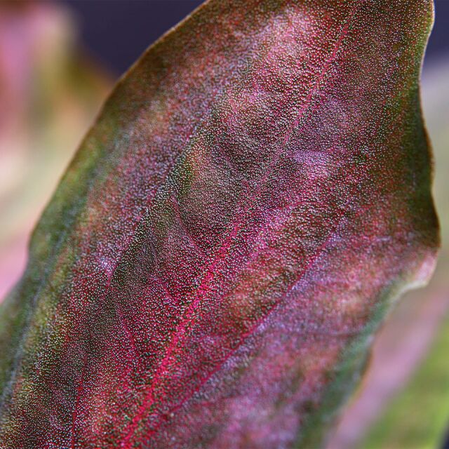 Lagenandra meeboldii 'Red'