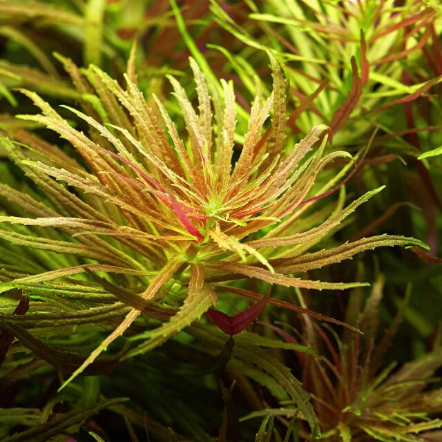 Limnophila hippuridoides