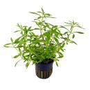 Limnophila hippuridoides - Topf