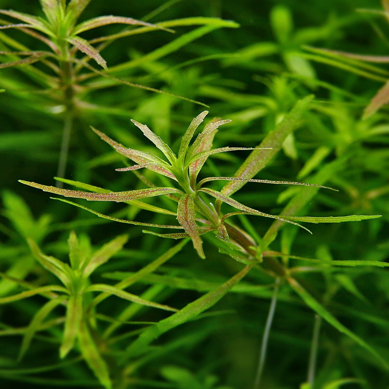 Limnophila sp. "Vietnam"