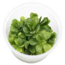 Pinguicula Florian - in Vitro