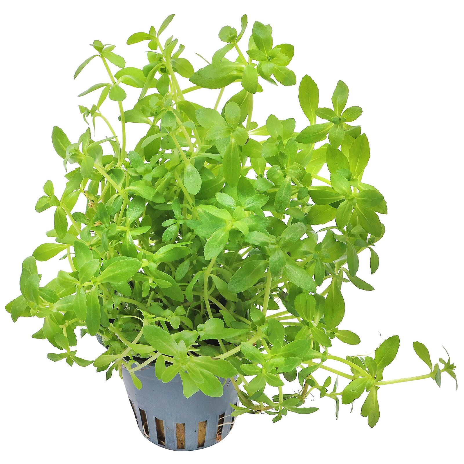 Limnophila sp. "Vietnam"