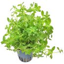 Limnophila sp. "Vietnam" - Topf