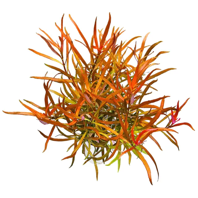 Ludwigia brevipes