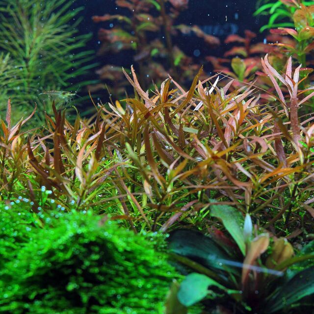 Ludwigia brevipes