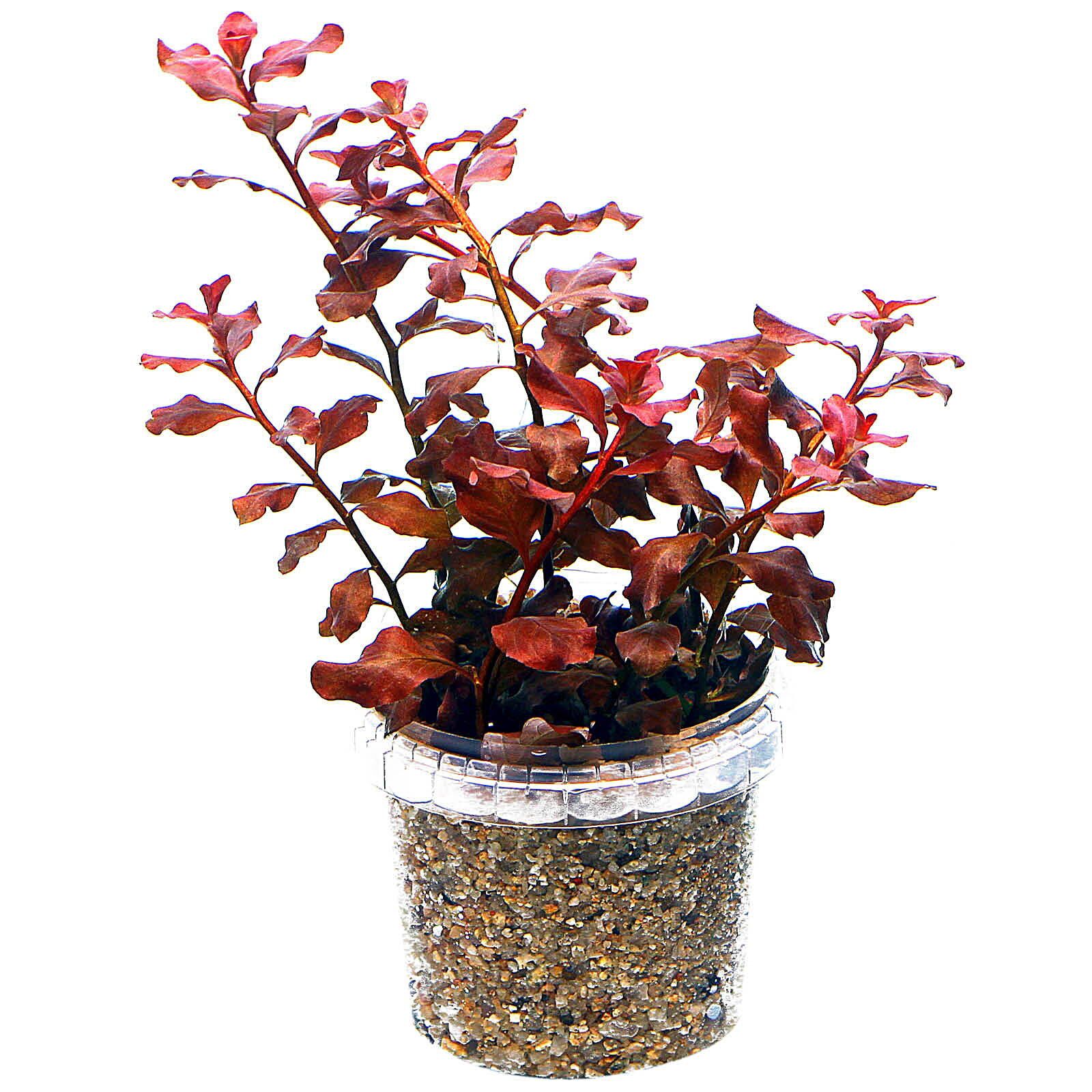 Ludwigia ovalis &quot;Pink&quot;