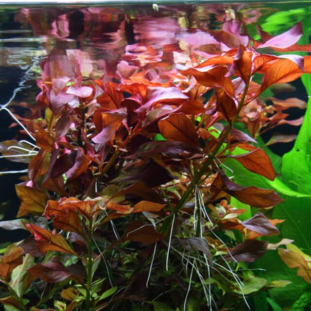 Ludwigia "Rubin"