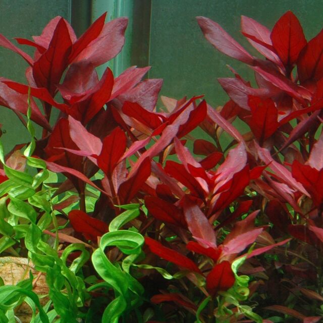 Ludwigia &quot;Rubin&quot;