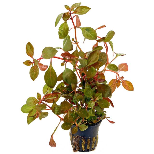 Ludwigia "Rubin"