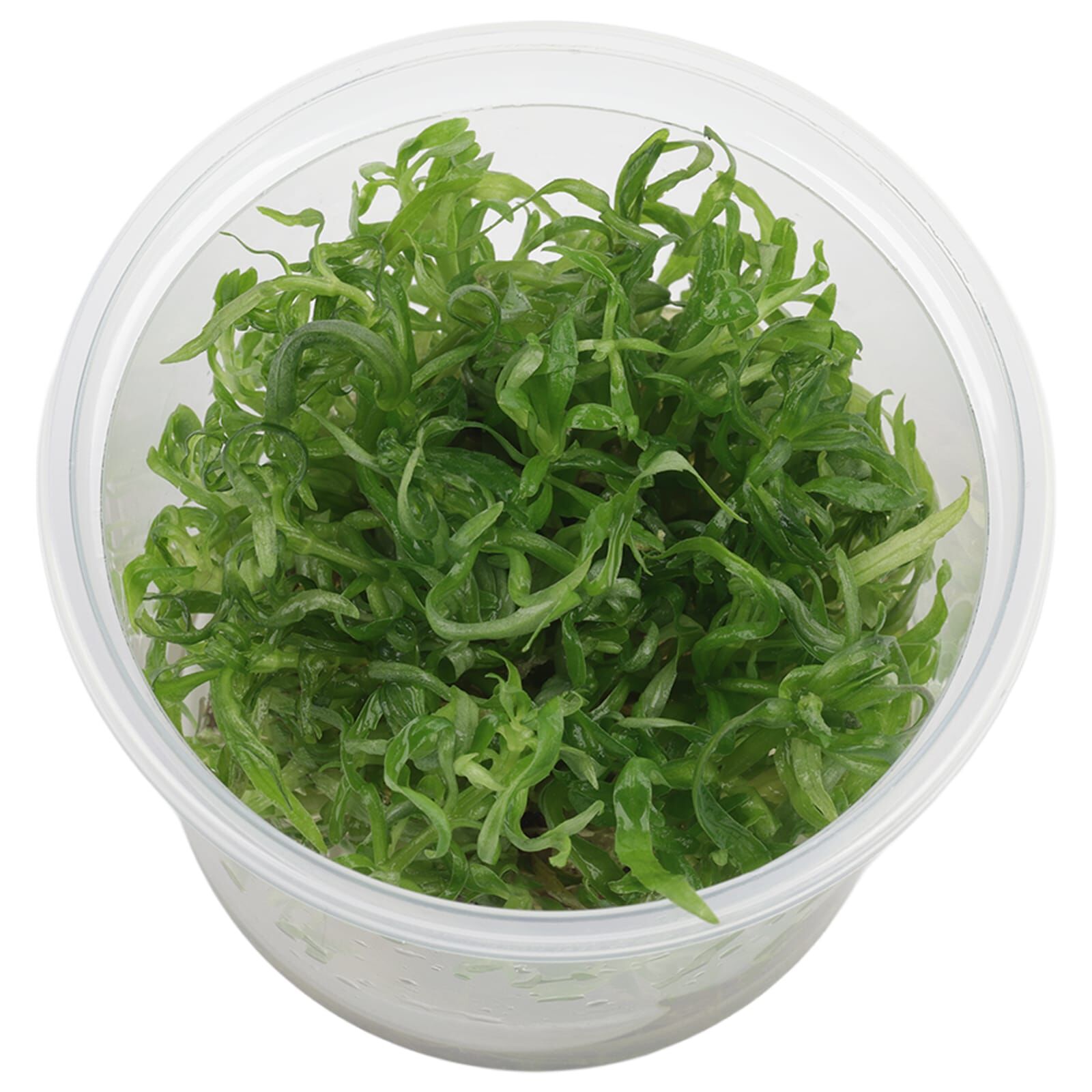 Pogostemon quadrifolius