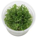 Pogostemon quadrifolius - in Vitro