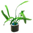 Nymphoides flaccida - Einzelpflanze
