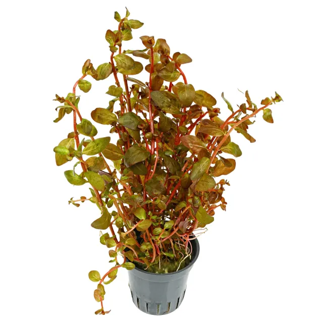 Ludwigia senegalensis ("Guinea") - Topf