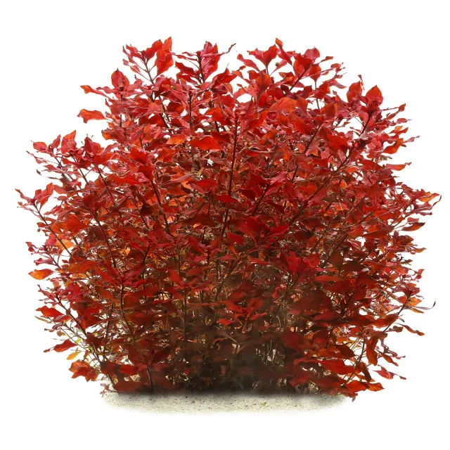 Ludwigia palustris "Super Red"