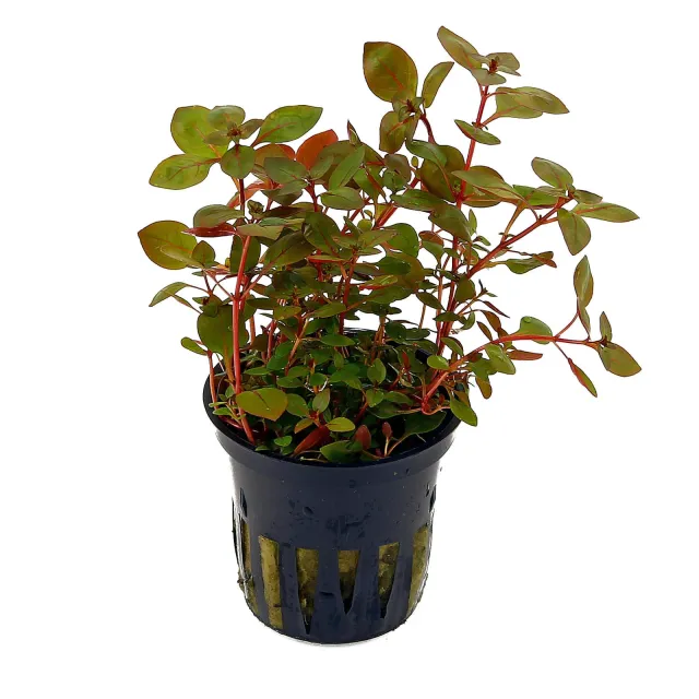 Ludwigia palustris "Super Red" - Topf