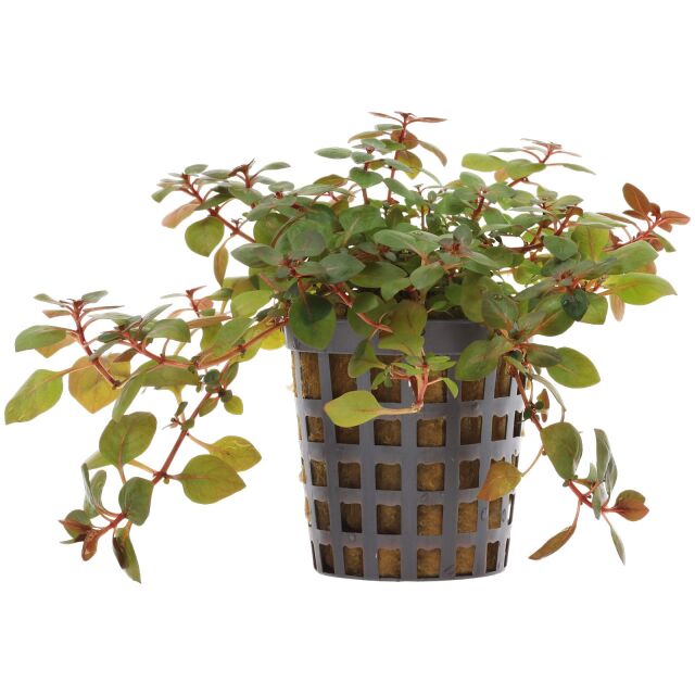 Ludwigia palustris &quot;Super Red&quot;