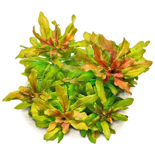 Ludwigia sphaerocarpa