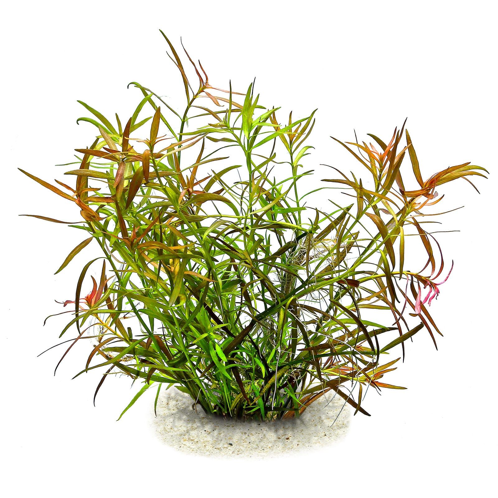 Ludwigia &times; lacustris