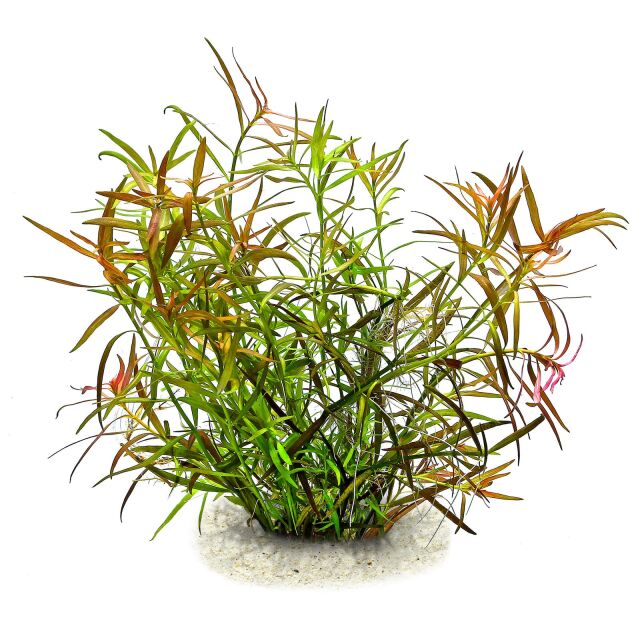 Ludwigia &times; lacustris