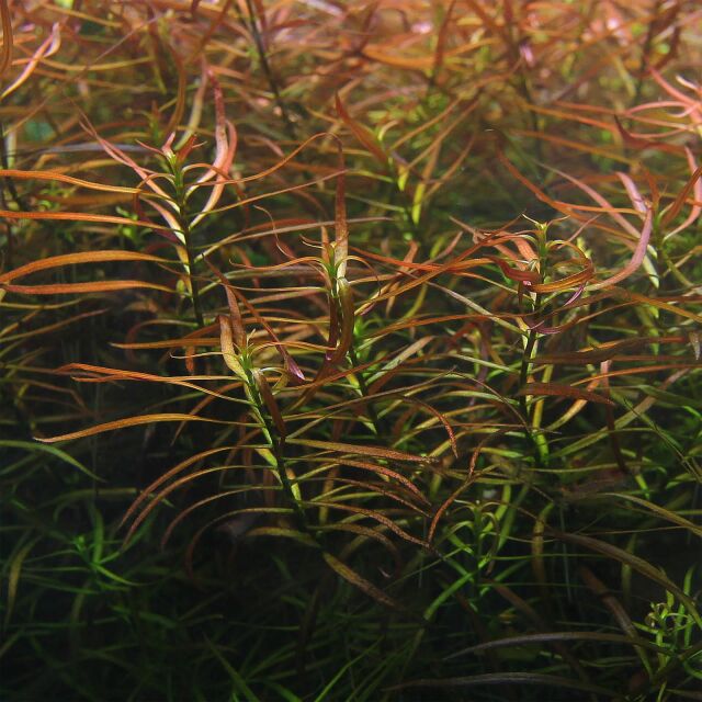 Ludwigia &times; lacustris