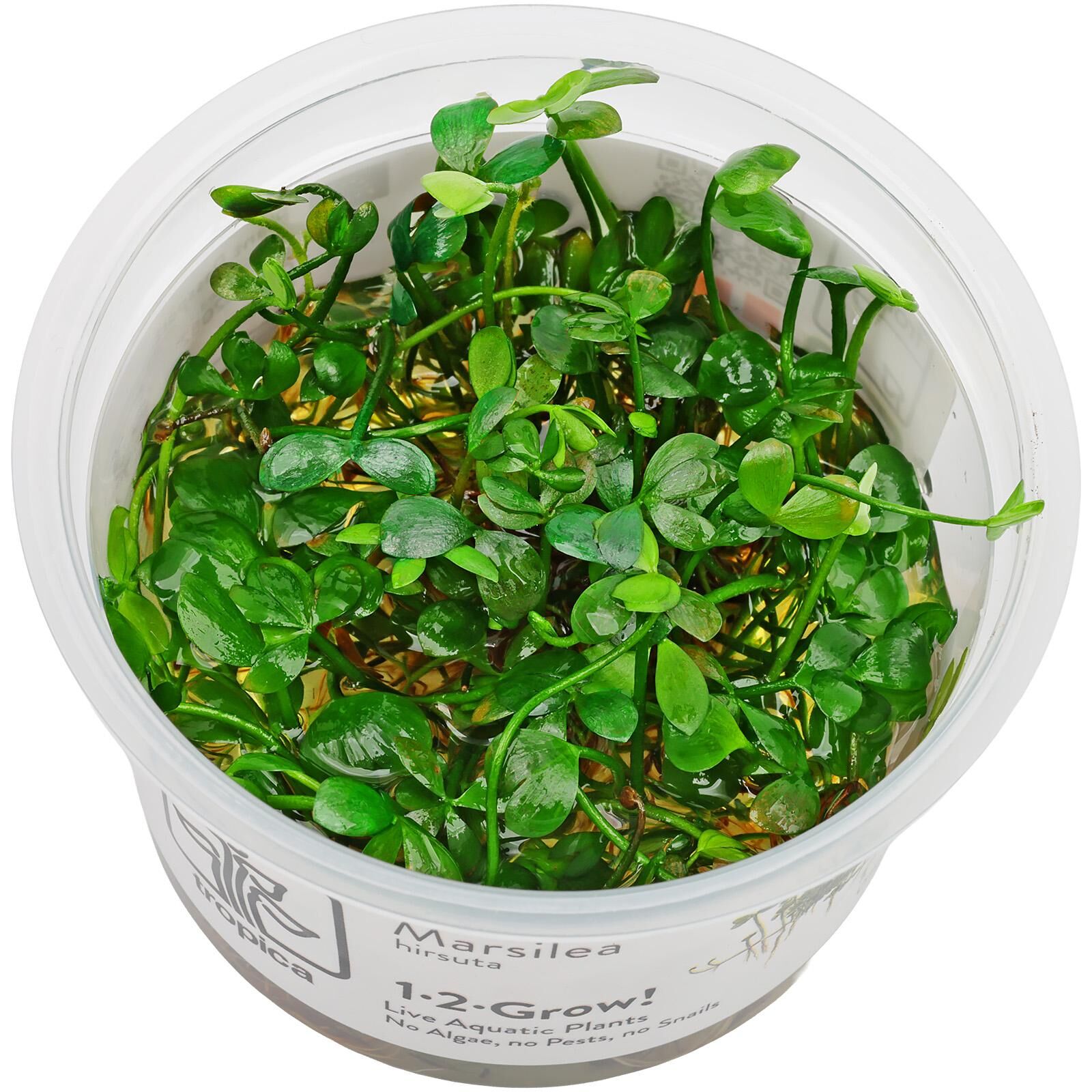 Marsilea hirsuta