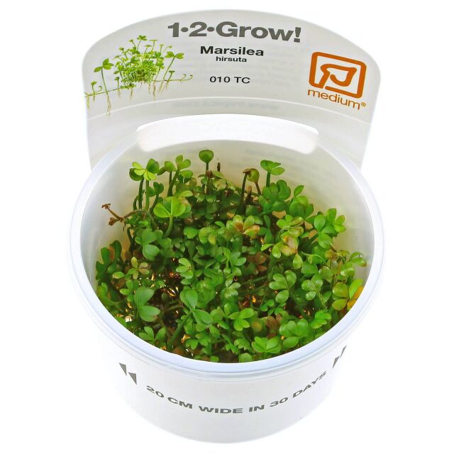 Marsilea hirsuta - 1-2-GROW!