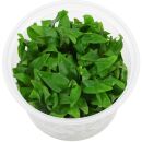 Ammannia multiflora - in Vitro