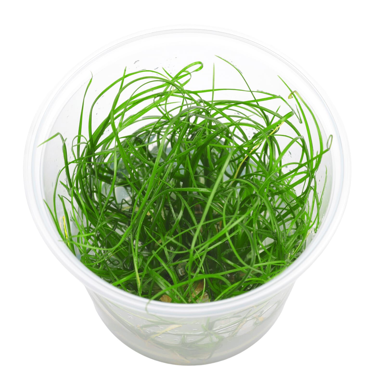 Eriocaulon sp. &quot;Feather Duster&quot;