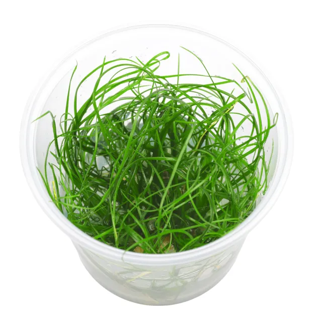Eriocaulon sp. "Feather Duster" - in Vitro