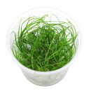 Eriocaulon sp. "Feather Duster" - in Vitro