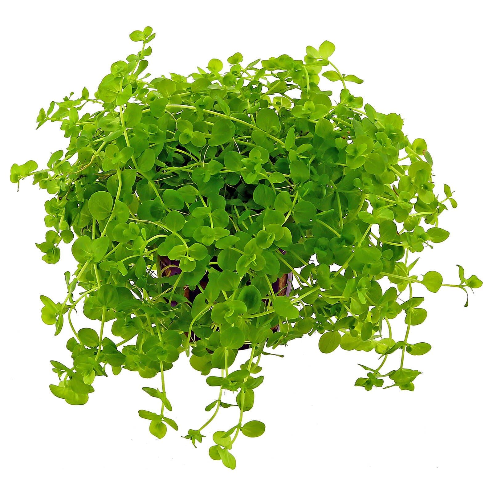 Micranthemum umbrosum Aquasabi Aquarium Shop