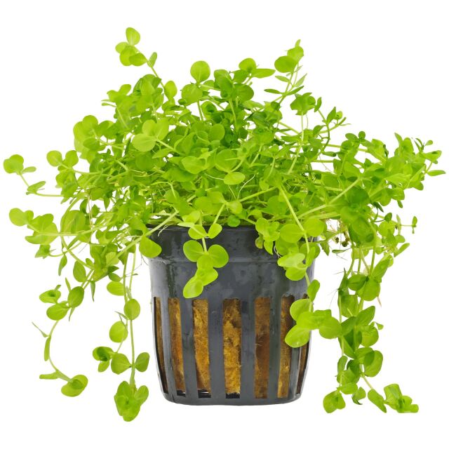 Micranthemum umbrosum