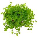 Micranthemum umbrosum - Topf