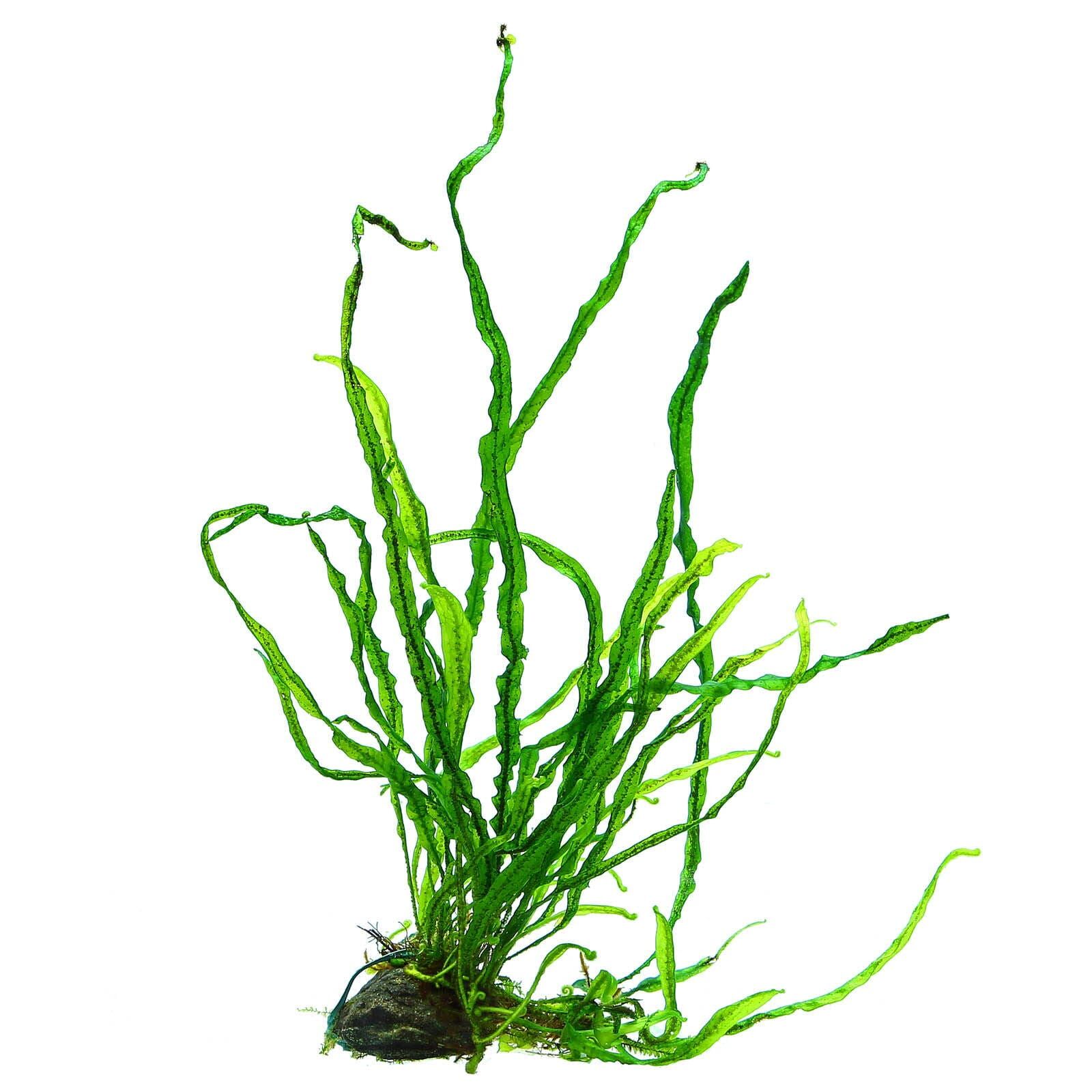 Microsorum pteropus "True Needle Leaf"