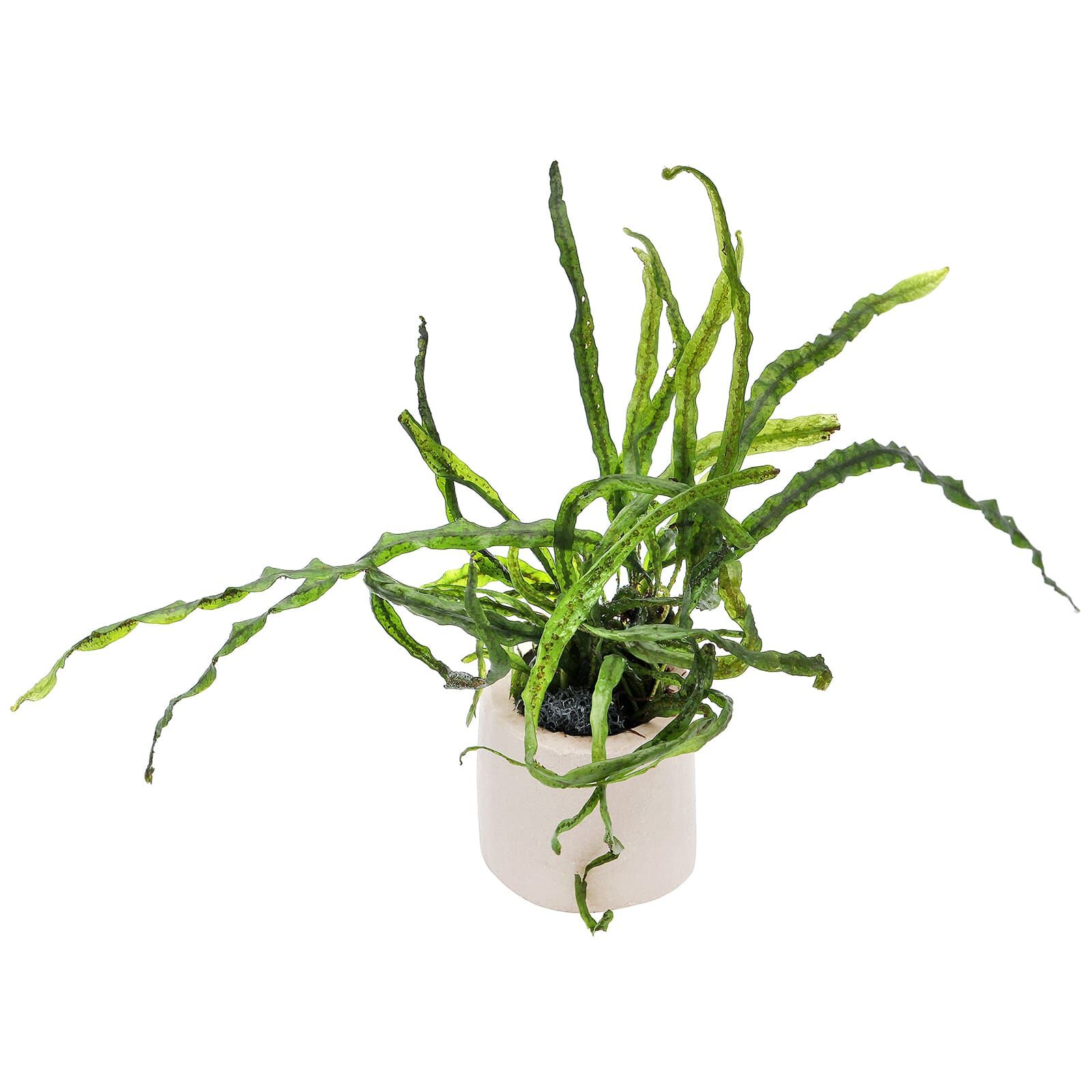 Microsorum pteropus "True Needle Leaf"