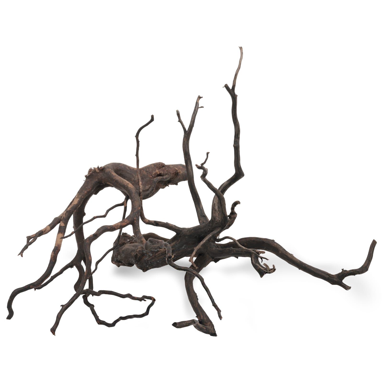 Black Root