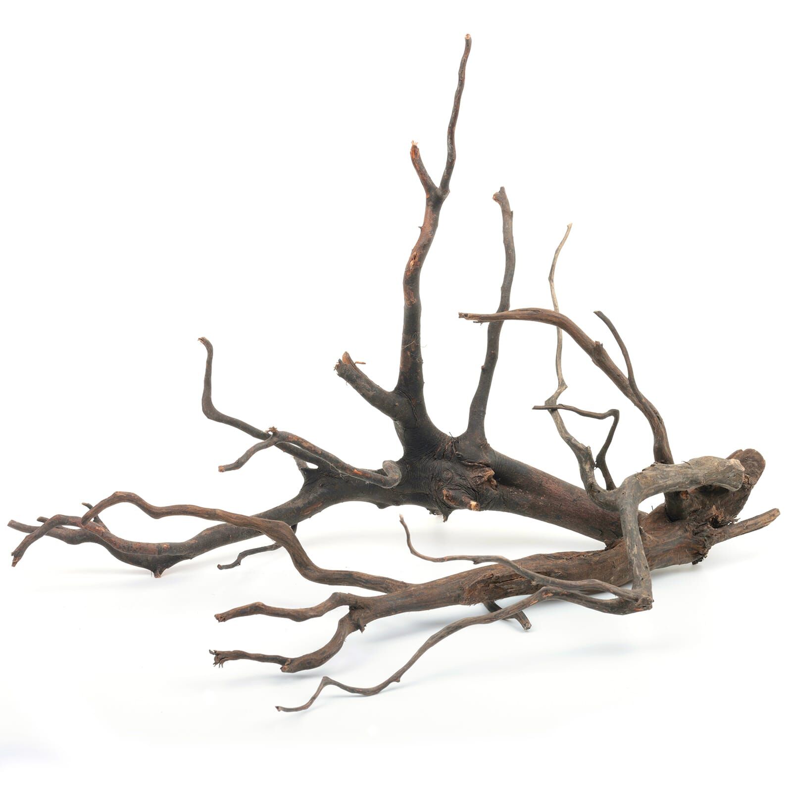 Black Root