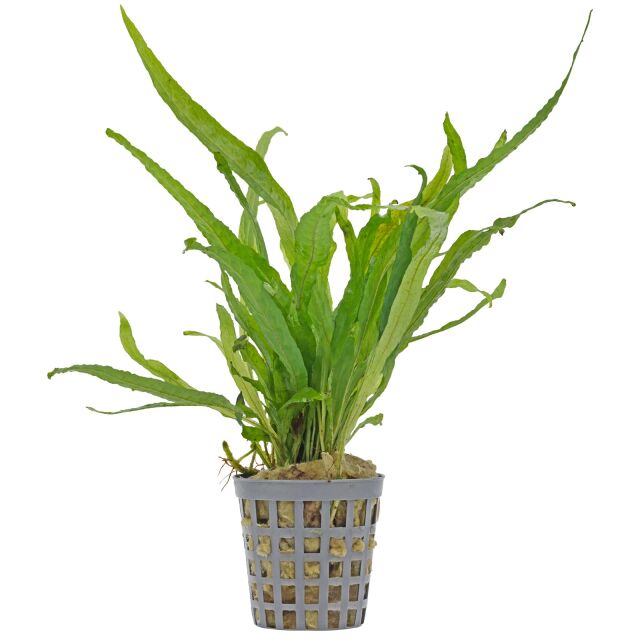 Microsorum pteropus 'Narrow'