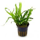 Microsorum pteropus Narrow - Topf